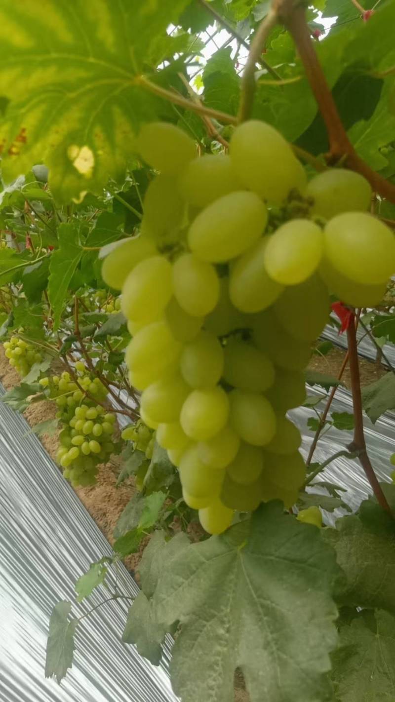 {实力}饶阳优质维多利亚葡萄鲜果上市，现摘现发视频看货