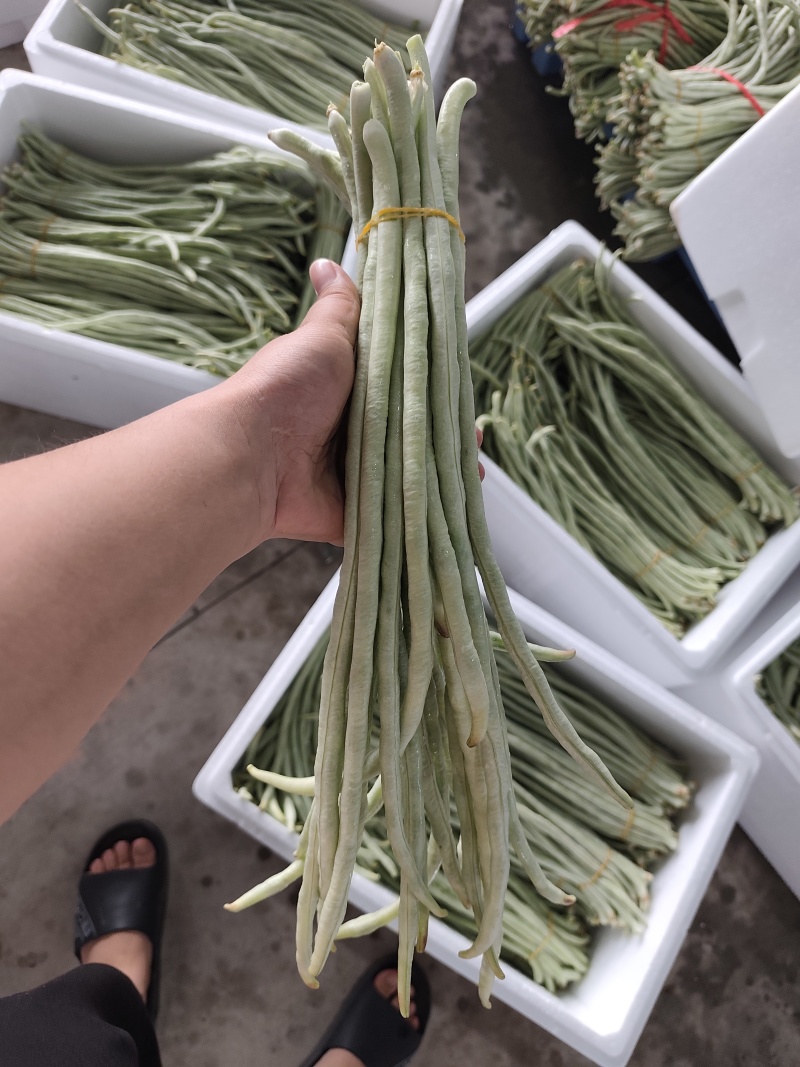白豆角基地直采大量供应