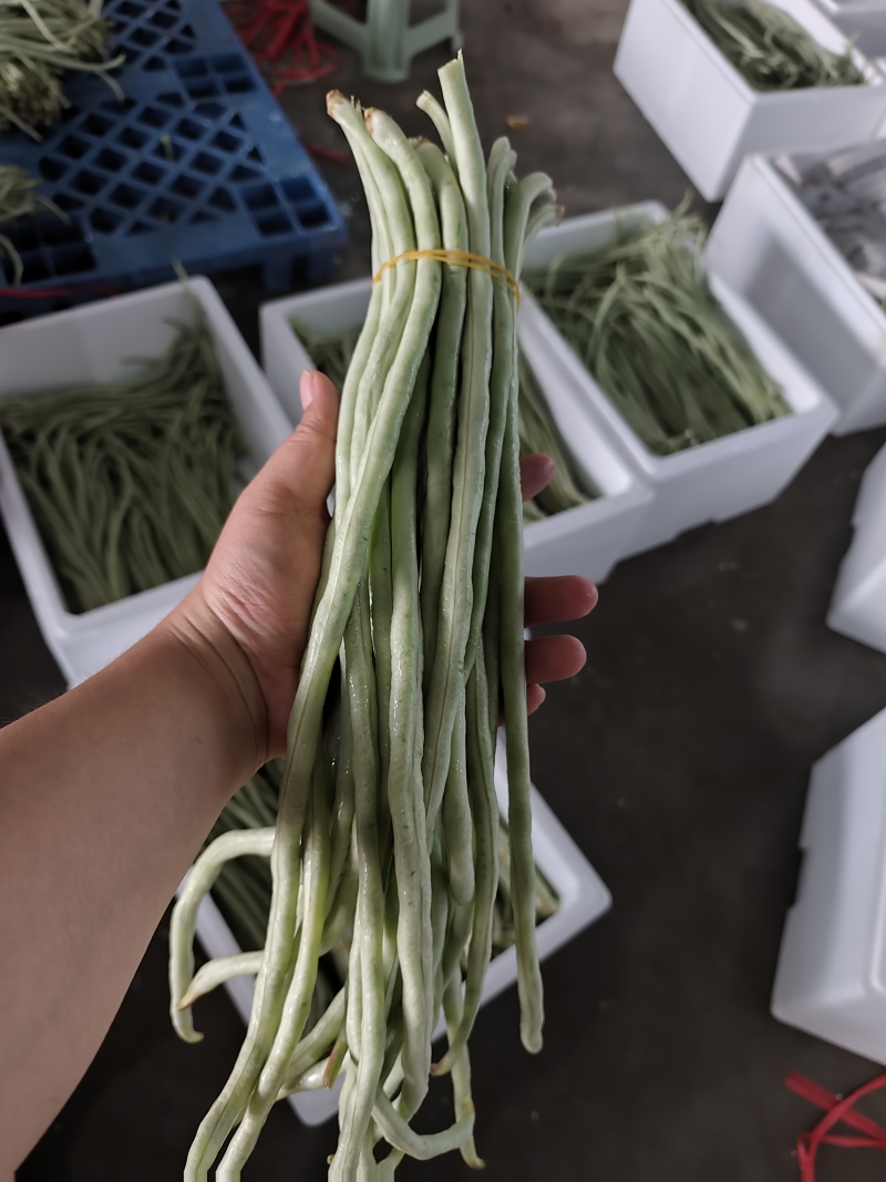 白豆角基地直采大量供应