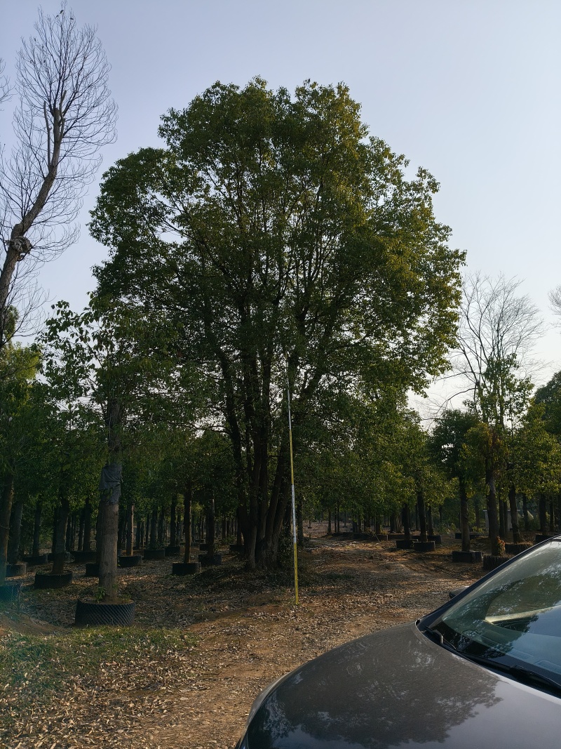 香樟，骨架移栽丛生香樟，原生骨架香樟货量充足质量