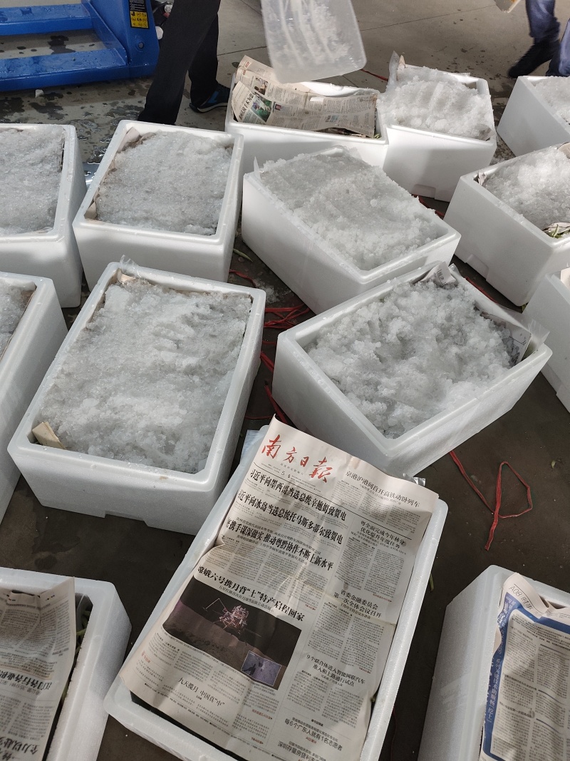 白豆角基地直采大量供应