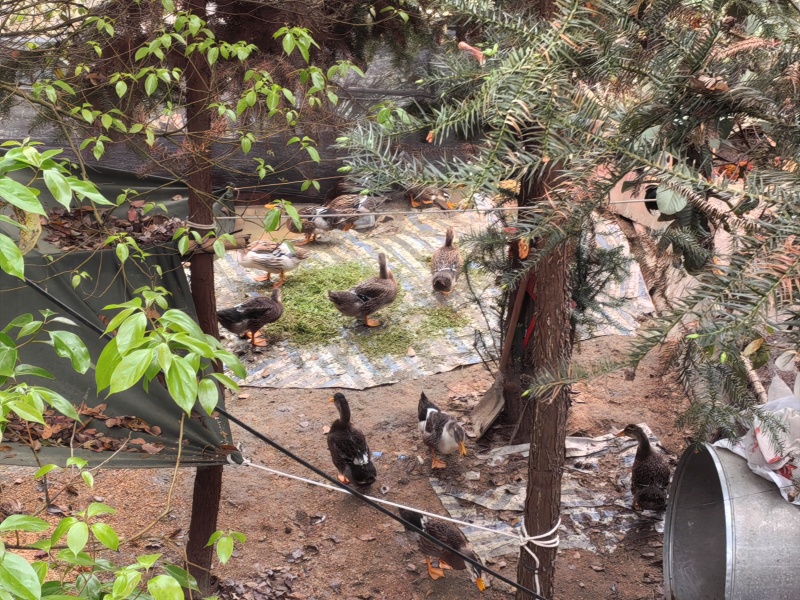 三江土鸭_自家养生态土鸭批发，现货供柳州_南宁_桂林