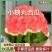 【西瓜】安徽砀山精品吊兰西瓜小糖丸全美2k麒麟瓜