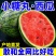 【西瓜】安徽砀山精品吊兰西瓜小糖丸全美2k麒麟瓜