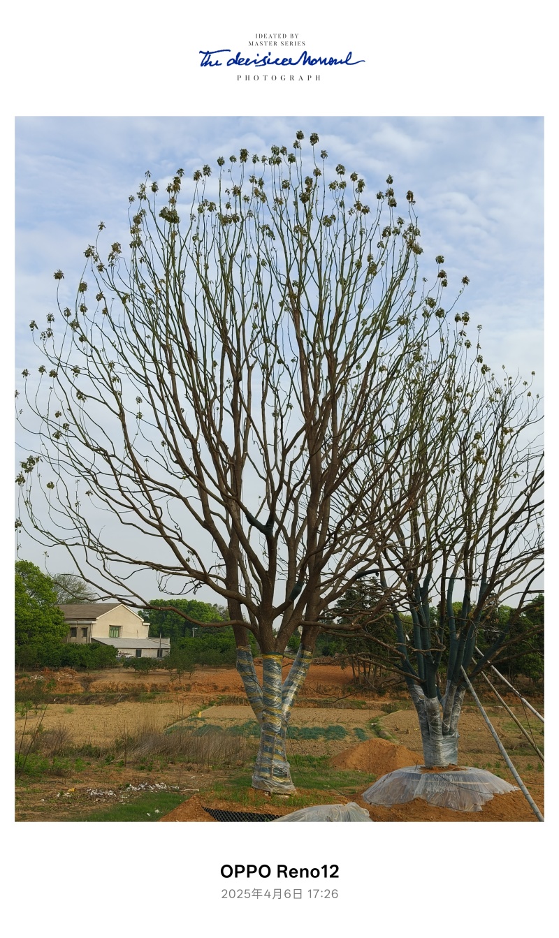 香樟，全冠移栽香樟，骨架移栽丛生香樟，假植香樟苗。