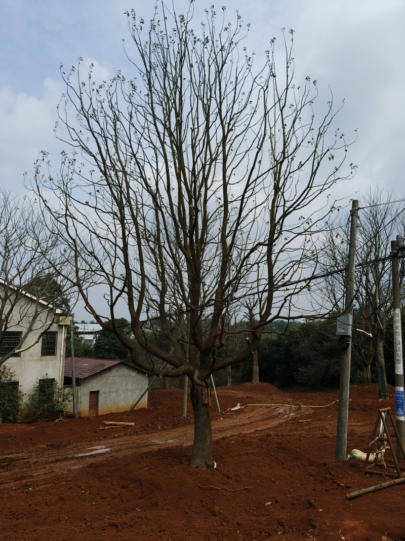 香樟，全冠移栽香樟，骨架移栽丛生香樟，假植香樟苗。