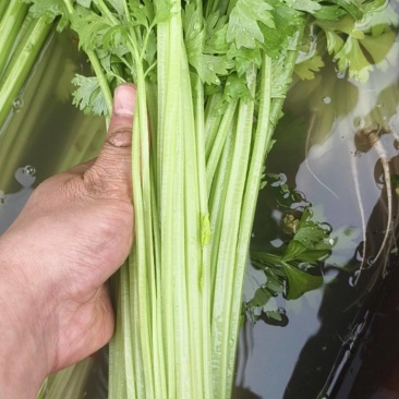 大量提供香芹上海青毛白菜。