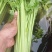 大量提供香芹上海青毛白菜。