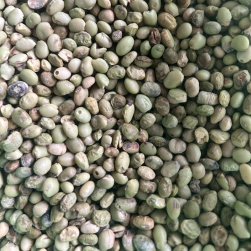 黄豆烂黄豆二道口次品