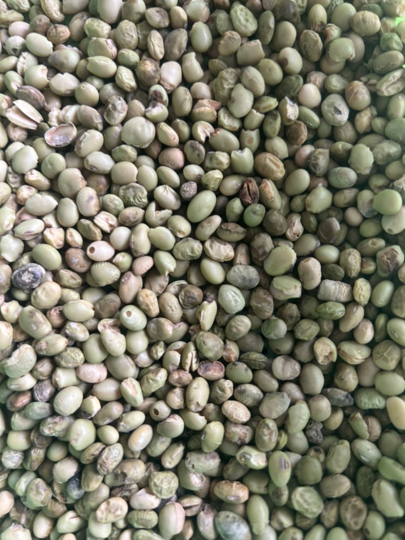 黄豆烂黄豆二道口次品