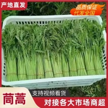 精品茼蒿小叶茼蒿一手货源产地直发可视频看货运费详谈