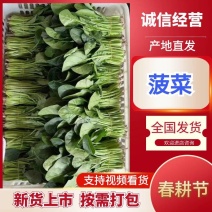 精品菠菜优质菠菜大量上市量大从优欢迎全国老板咨询看货