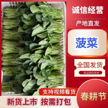 精品菠菜优质菠菜大量上市量大从优欢迎全国老板咨询看货