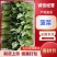 精品菠菜优质菠菜大量上市量大从优欢迎全国老板咨询看货