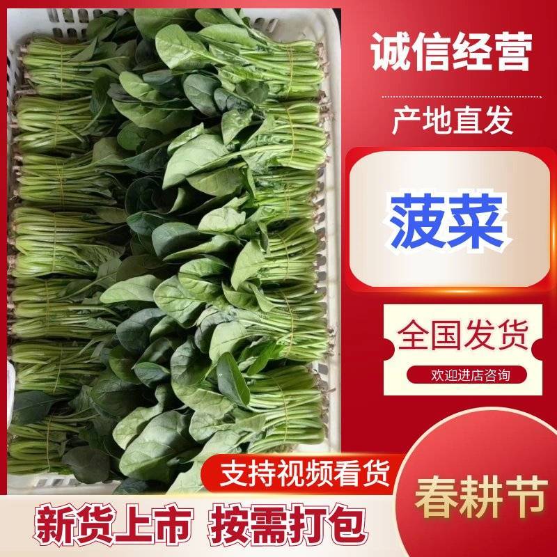 精品菠菜优质菠菜大量上市量大从优欢迎全国老板咨询看货