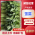 精品菠菜优质菠菜大量上市量大从优欢迎全国老板咨询看货