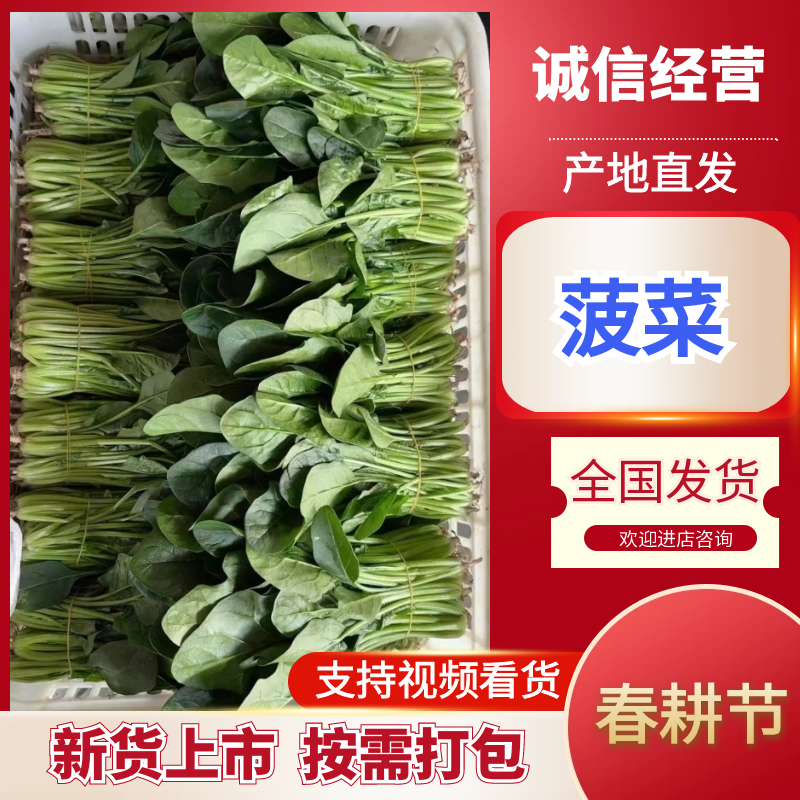 精品菠菜优质菠菜大量上市量大从优欢迎全国老板咨询看货