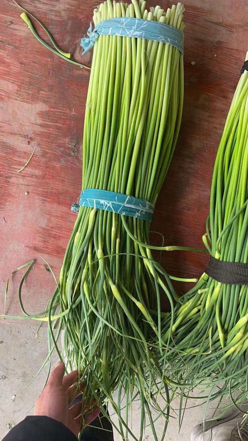 白帽蒜苔江苏产区直发质量保证价钱实惠