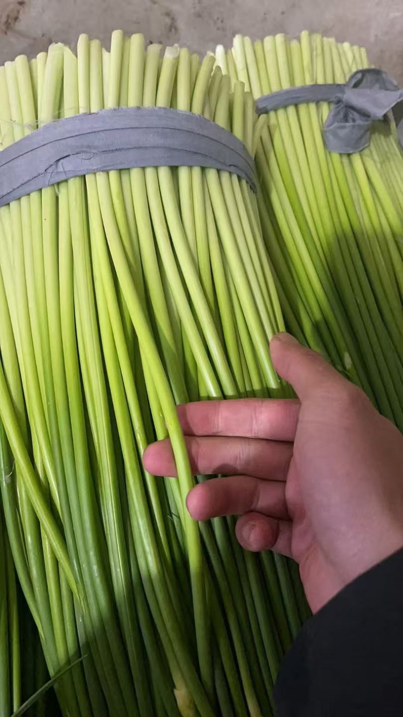 白帽蒜苔江苏产区直发质量保证价钱实惠