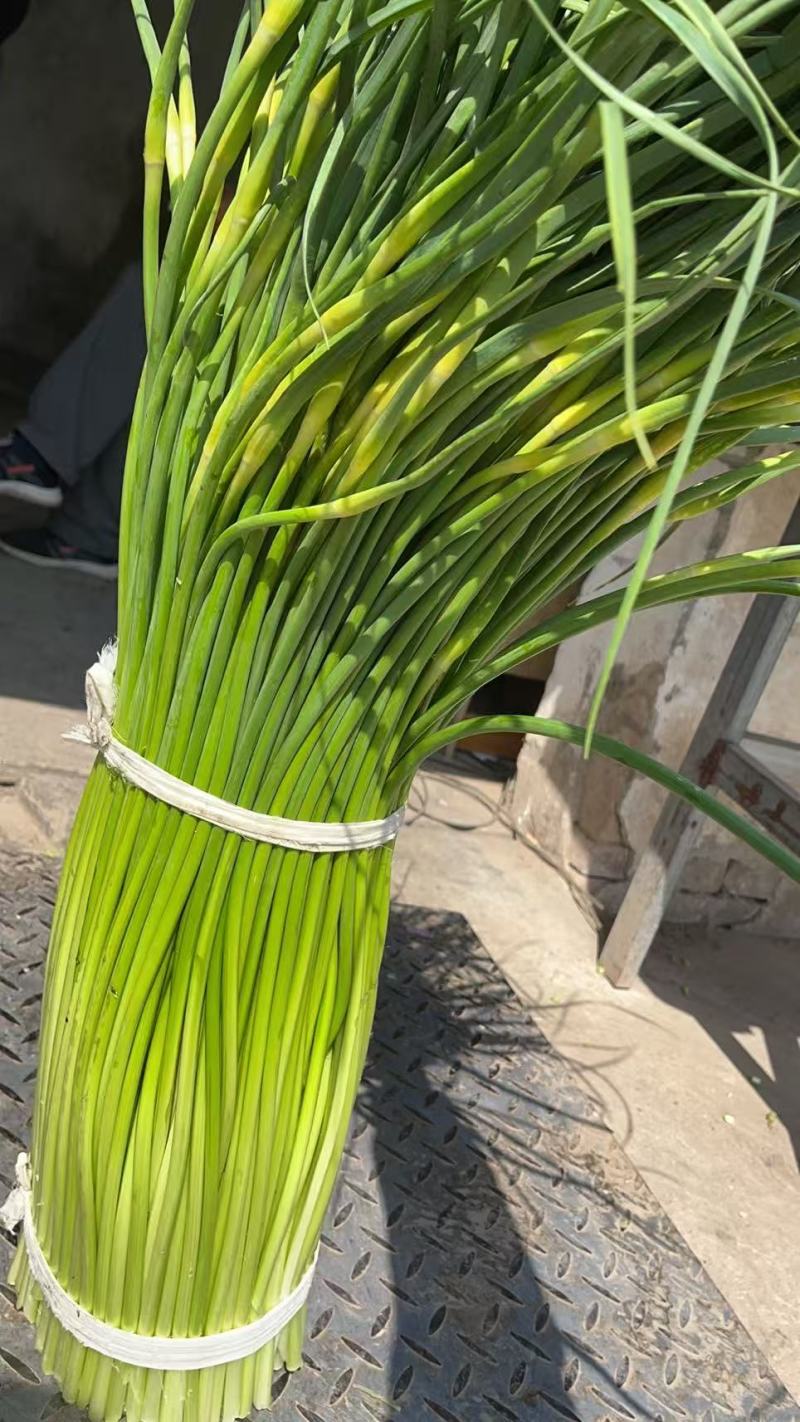 白帽蒜苔江苏产区直发质量保证价钱实惠