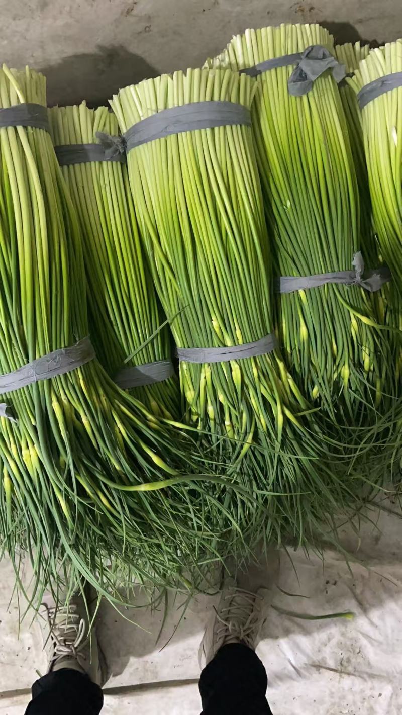 白帽蒜苔江苏产区直发质量保证价钱实惠
