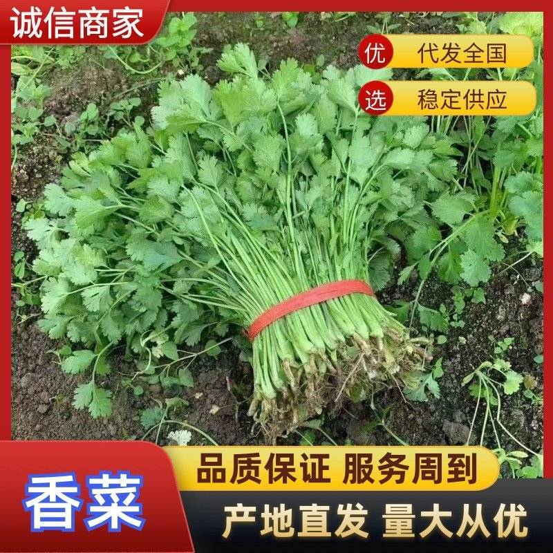 精品香菜小叶香菜大量上市一手货源产地直发欢迎看货