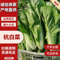 精品毛白菜杭白菜量大从优课视频看货欢迎全国老板咨询