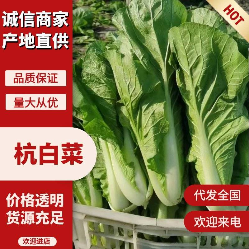 精品毛白菜杭白菜量大从优课视频看货欢迎全国老板咨询