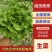 精品生菜意大利生菜量大从优欢迎全国老板咨询看货