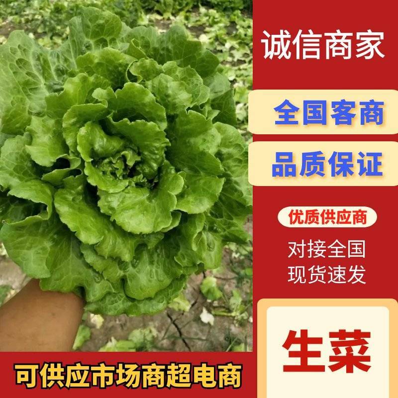 精品生菜意大利生菜量大从优欢迎全国老板咨询看货