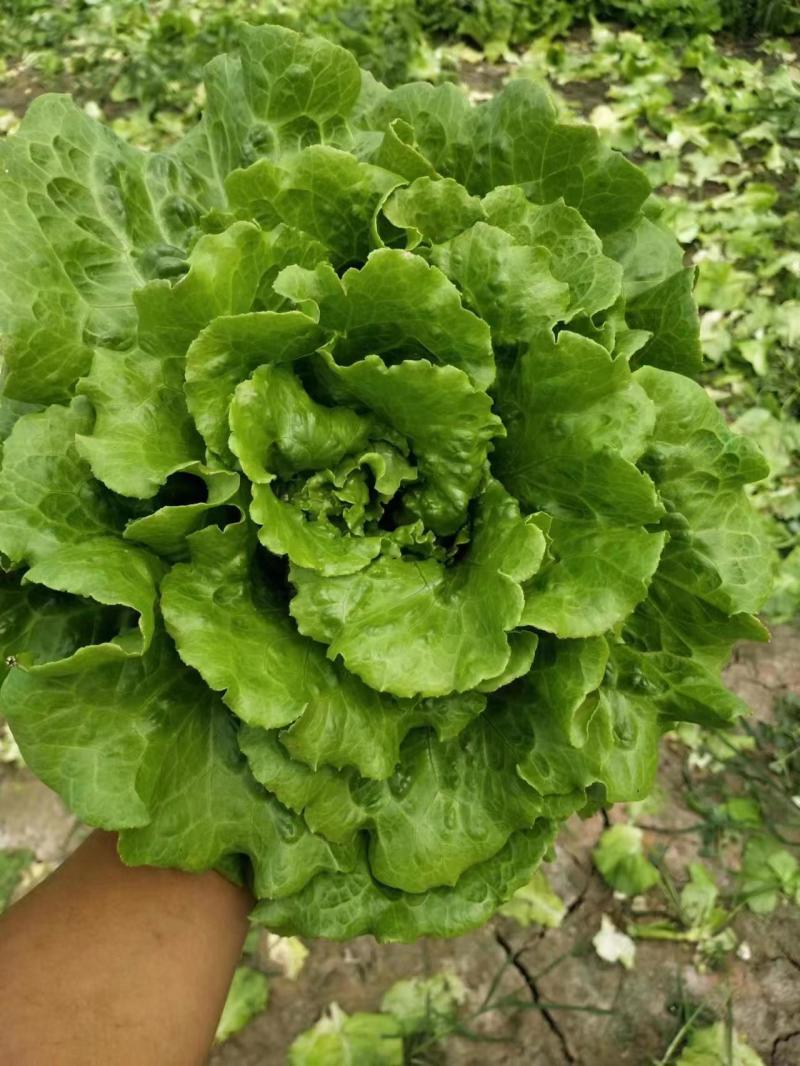 精品生菜意大利生菜量大从优欢迎全国老板咨询看货