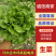 精品生菜意大利生菜量大从优欢迎全国老板咨询看货