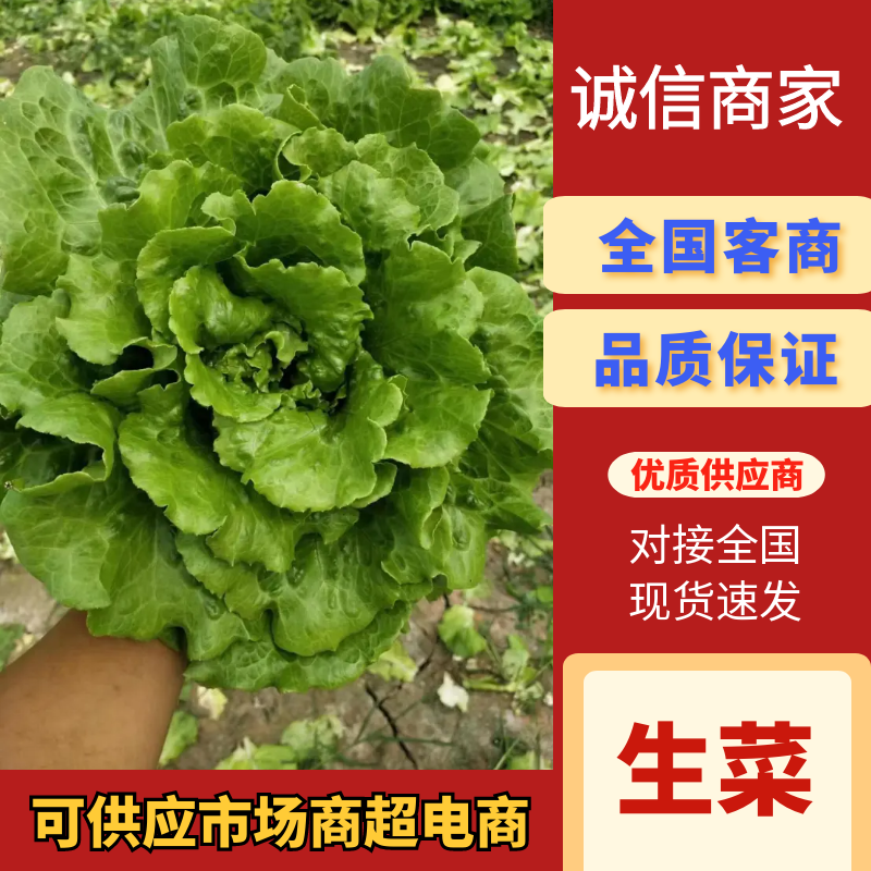 精品生菜意大利生菜量大从优欢迎全国老板咨询看货
