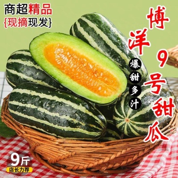 山东东方蜜甜瓜博洋九号博洋61香瓜，产地直销实力代办商超