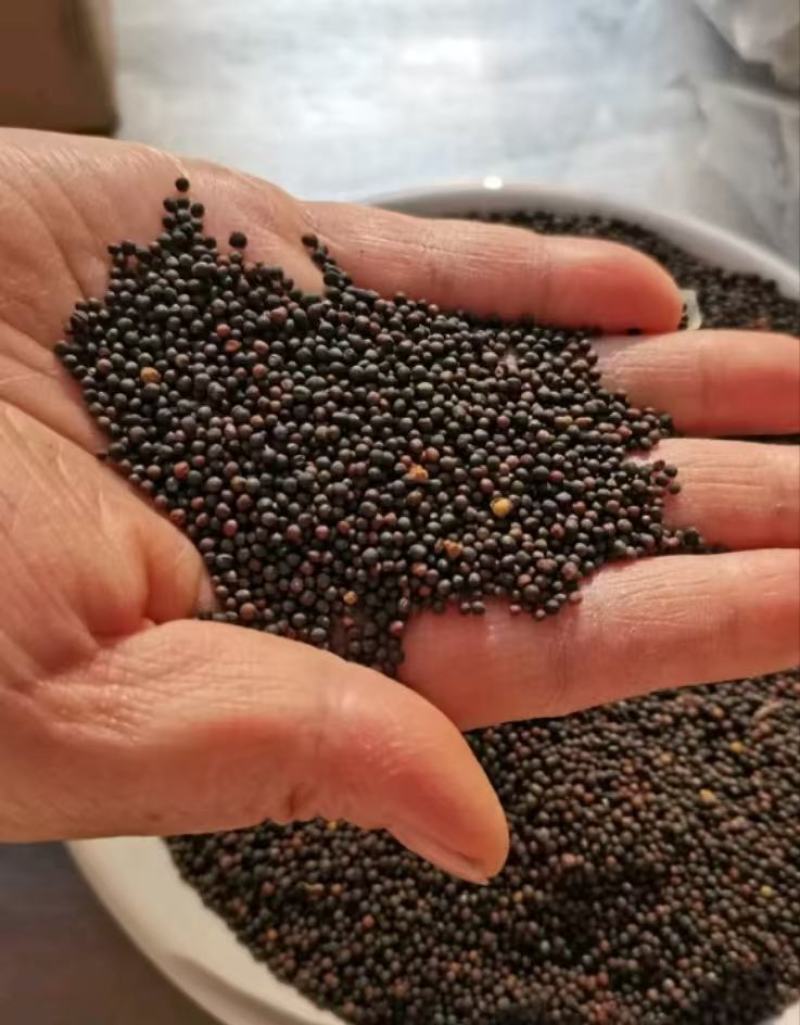 【品质保障】湖南湘西龙山县特色农产品纯菜籽油