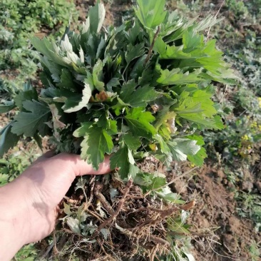 艾草苗河南基地直发保质保量供货视频看货