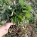艾草苗河南基地直发保质保量供货视频看货