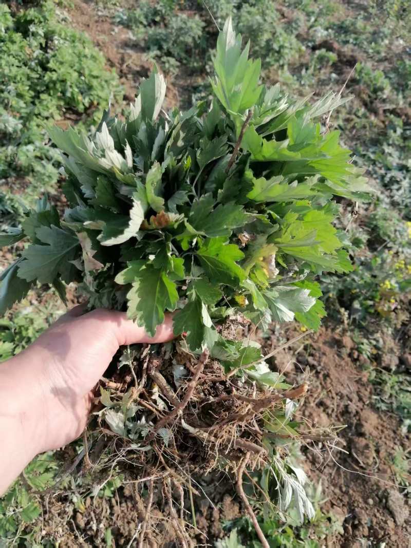 艾草苗河南基地直发保质保量供货视频看货