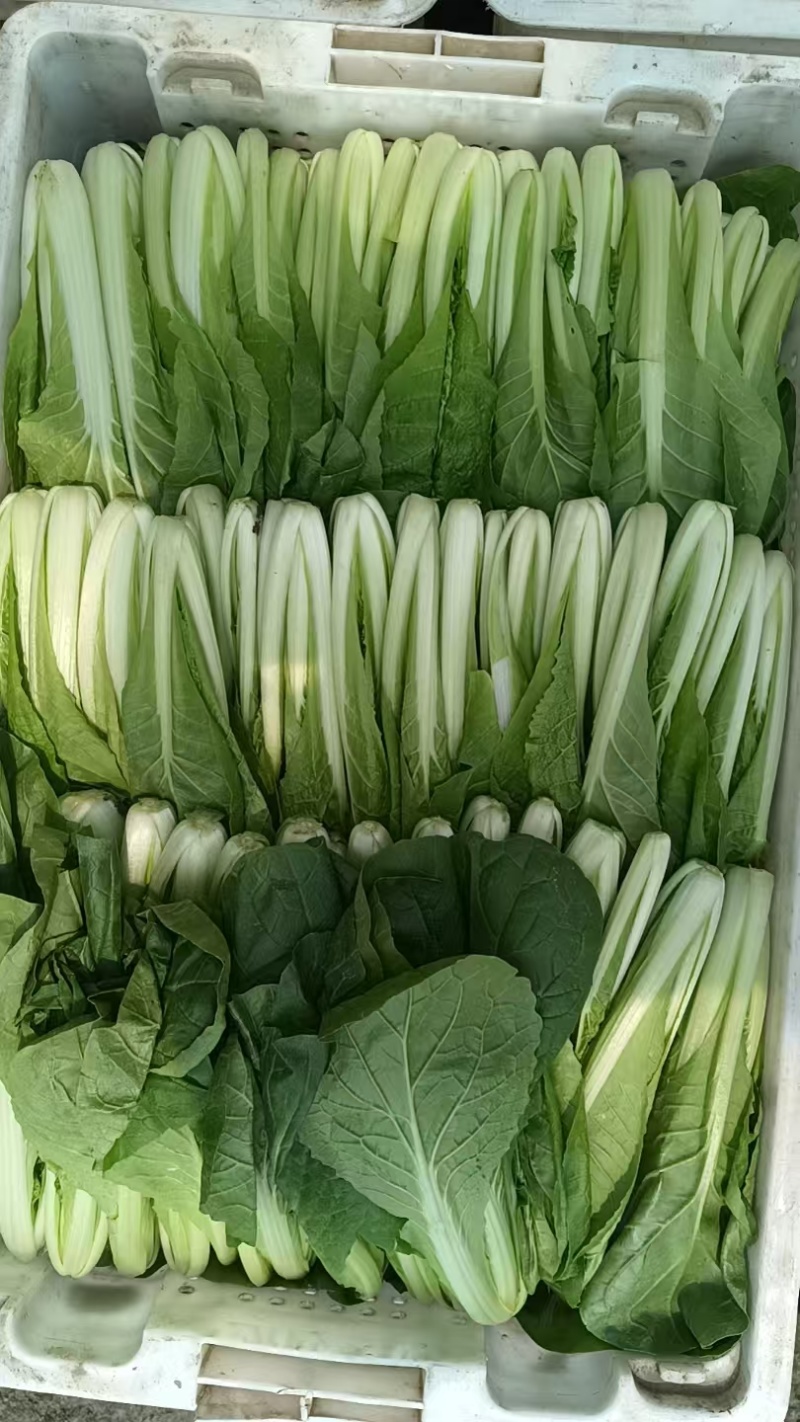 推荐小白菜大棚菜产地一手货源量大从优价格实惠