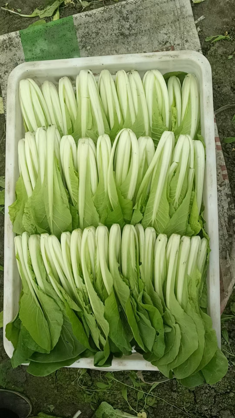 推荐小白菜大棚菜产地一手货源量大从优价格实惠