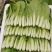 推荐小白菜大棚菜产地一手货源量大从优价格实惠