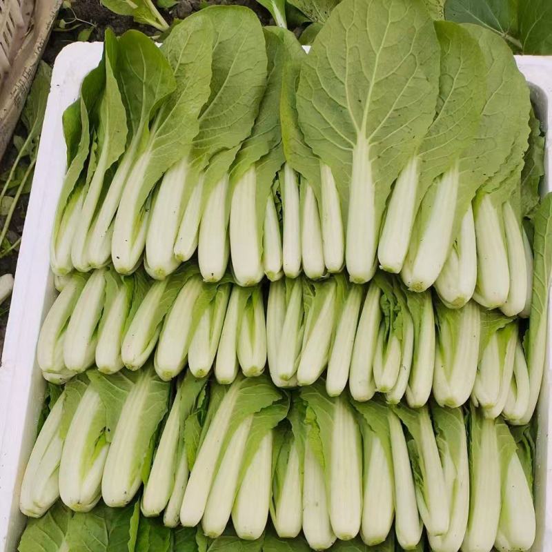 推荐小白菜大棚菜产地一手货源量大从优价格实惠