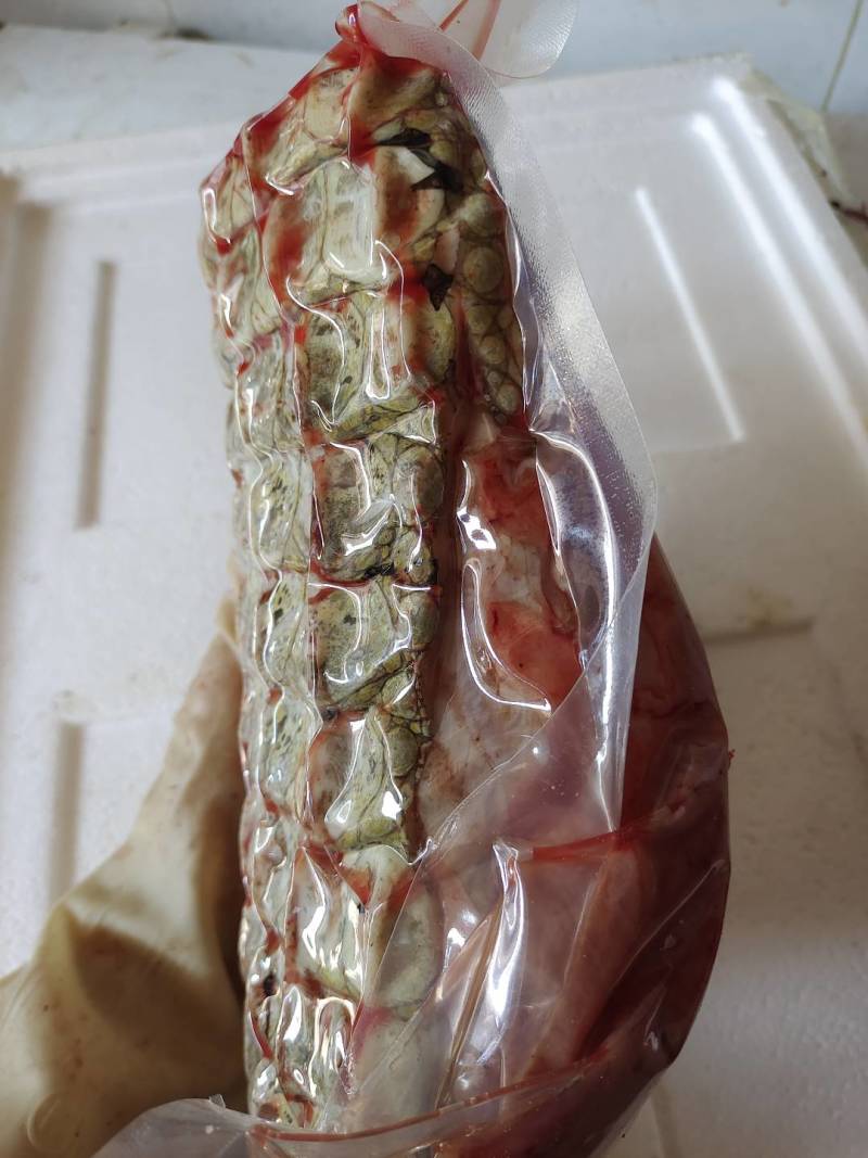 半皮鳄鱼肉