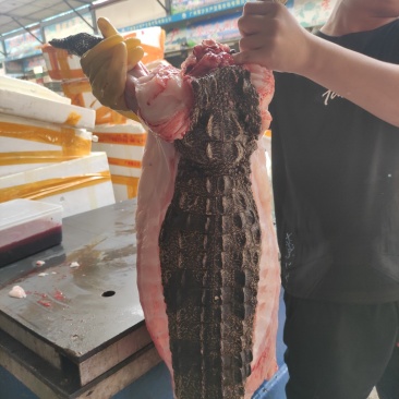 半皮鳄鱼肉