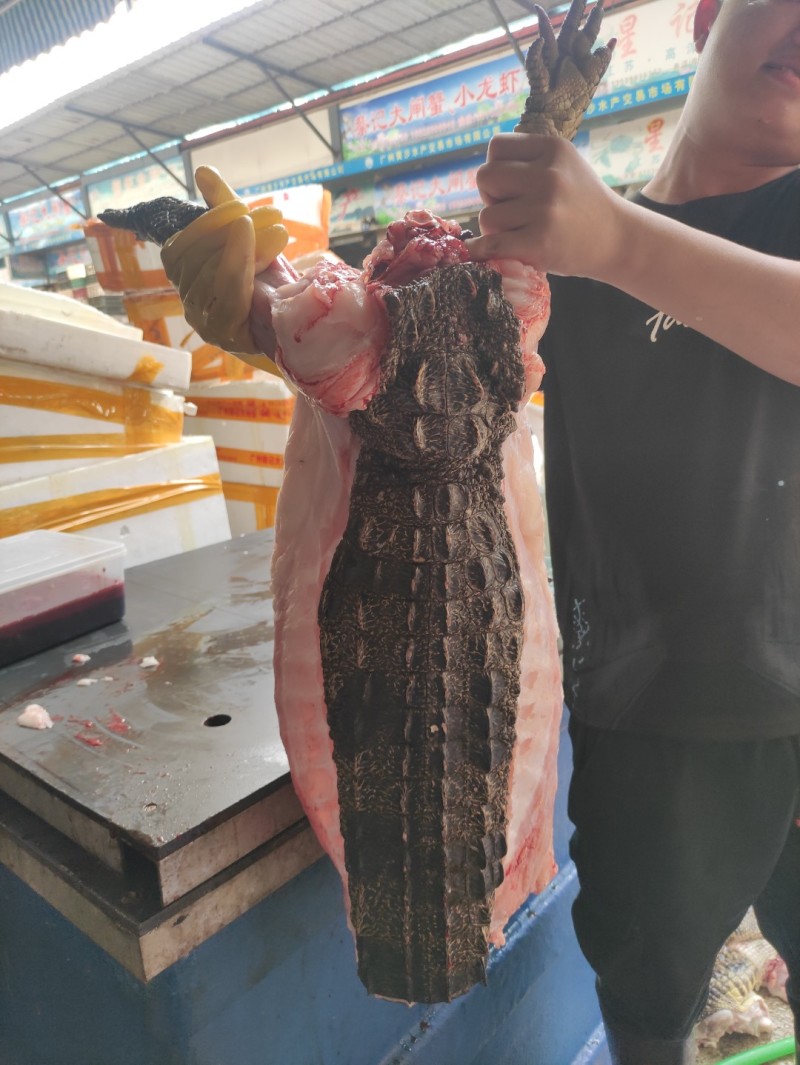 半皮鳄鱼肉