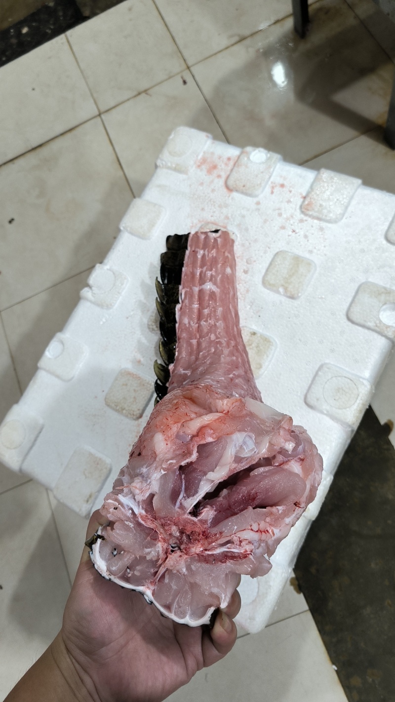 半皮鳄鱼肉