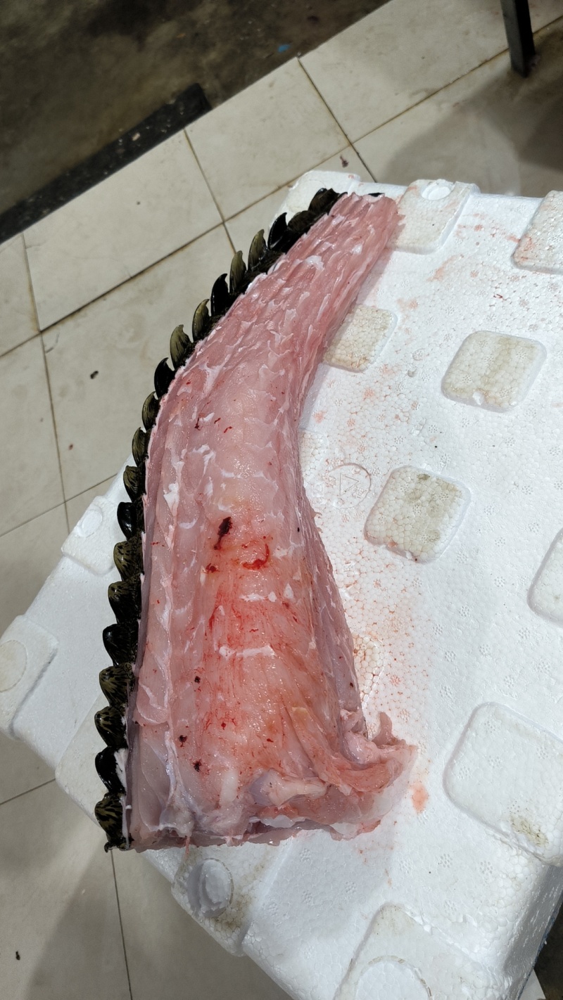 半皮鳄鱼肉