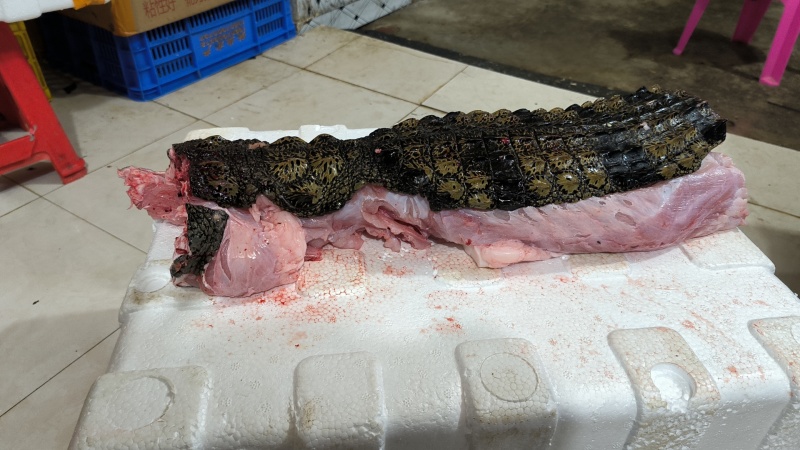 半皮鳄鱼肉