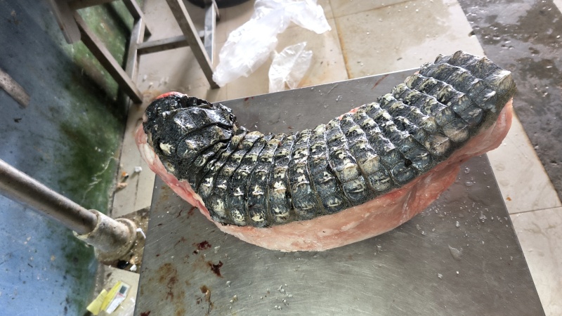 半皮鳄鱼肉