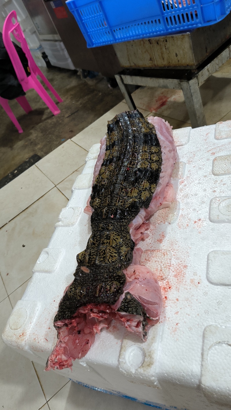 半皮鳄鱼肉